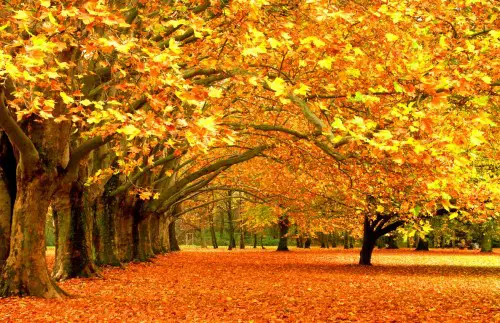 paysage quebec automne tour mont royal