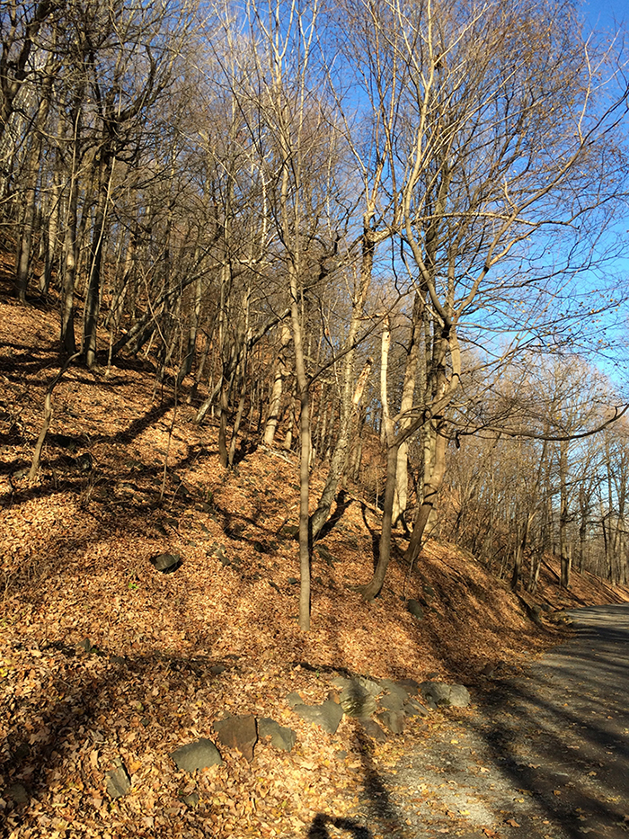 Courir le tour du mont royal et profiter des paysages de montreal depuis le chalet