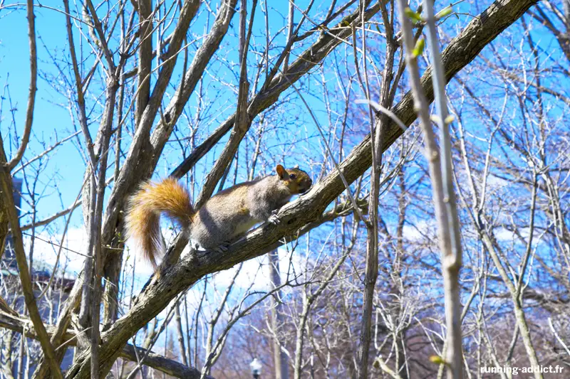 Le Mont-Royal lieu d'entraînement idéal