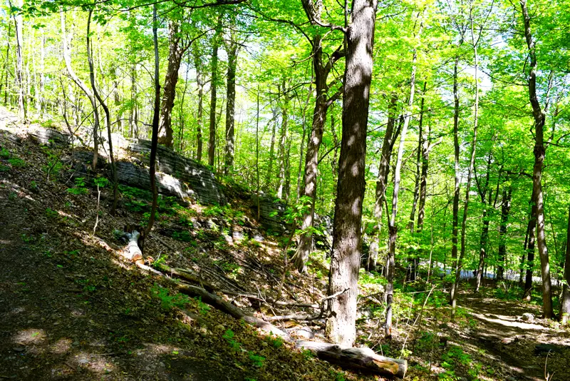 Le Mont-Royal lieu d'entraînement idéal