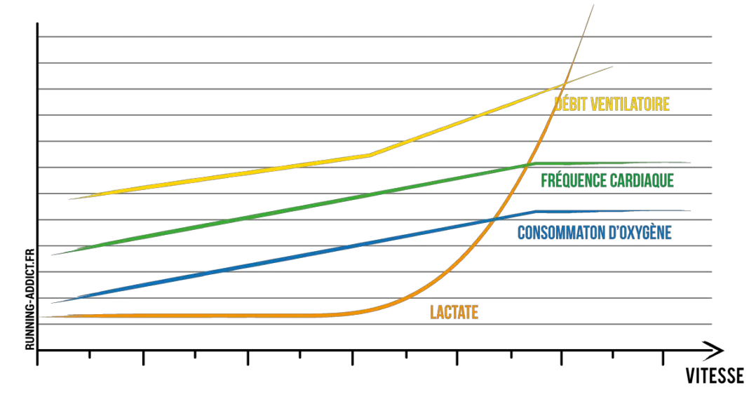 graphique du calcul VMA et de l'importance de la vitesse maximale aérobie