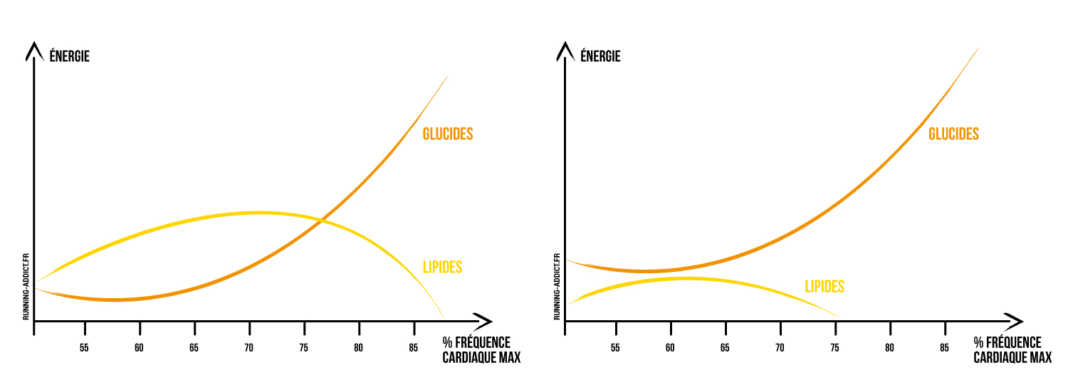 comment brûler les graisses et le sucre comment brûler les graisses et le sucre
