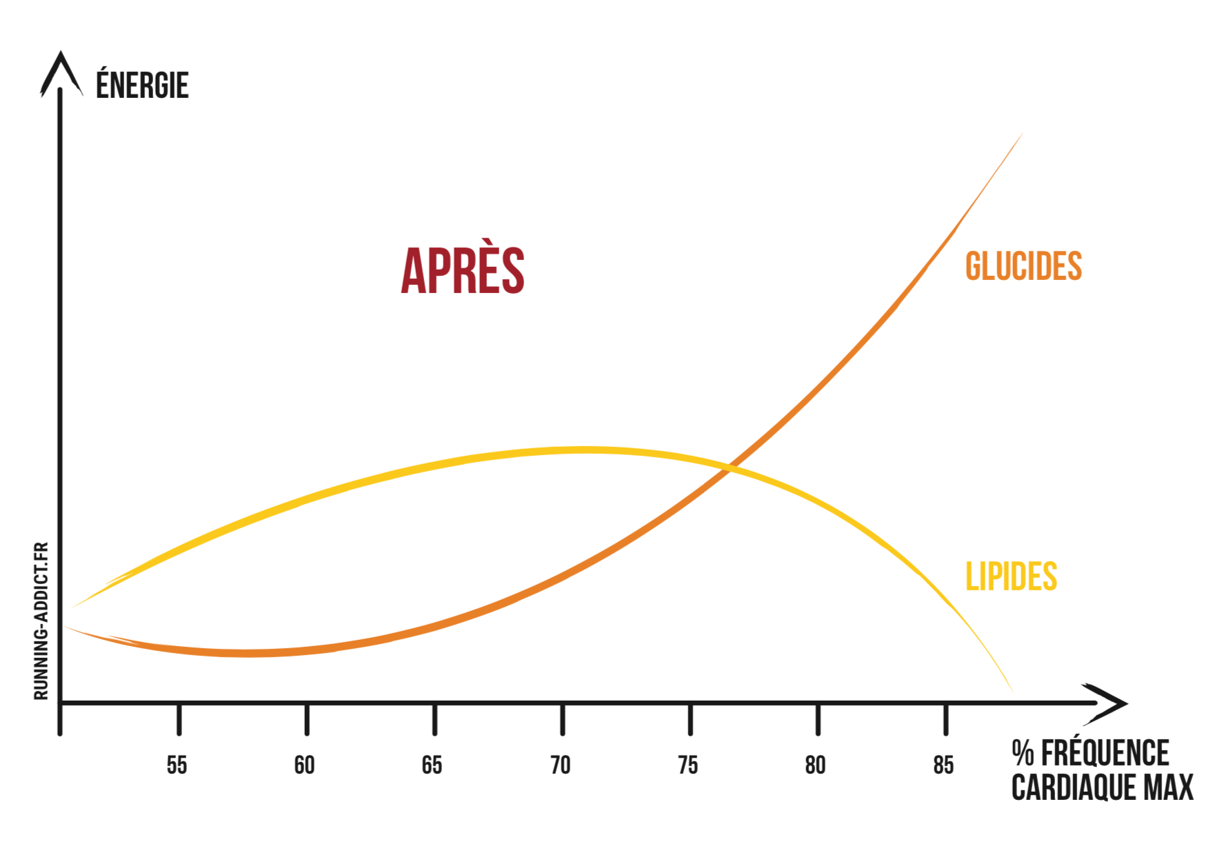 Protocole Sleep Low : utiliser les lipides et éviter le mur !
