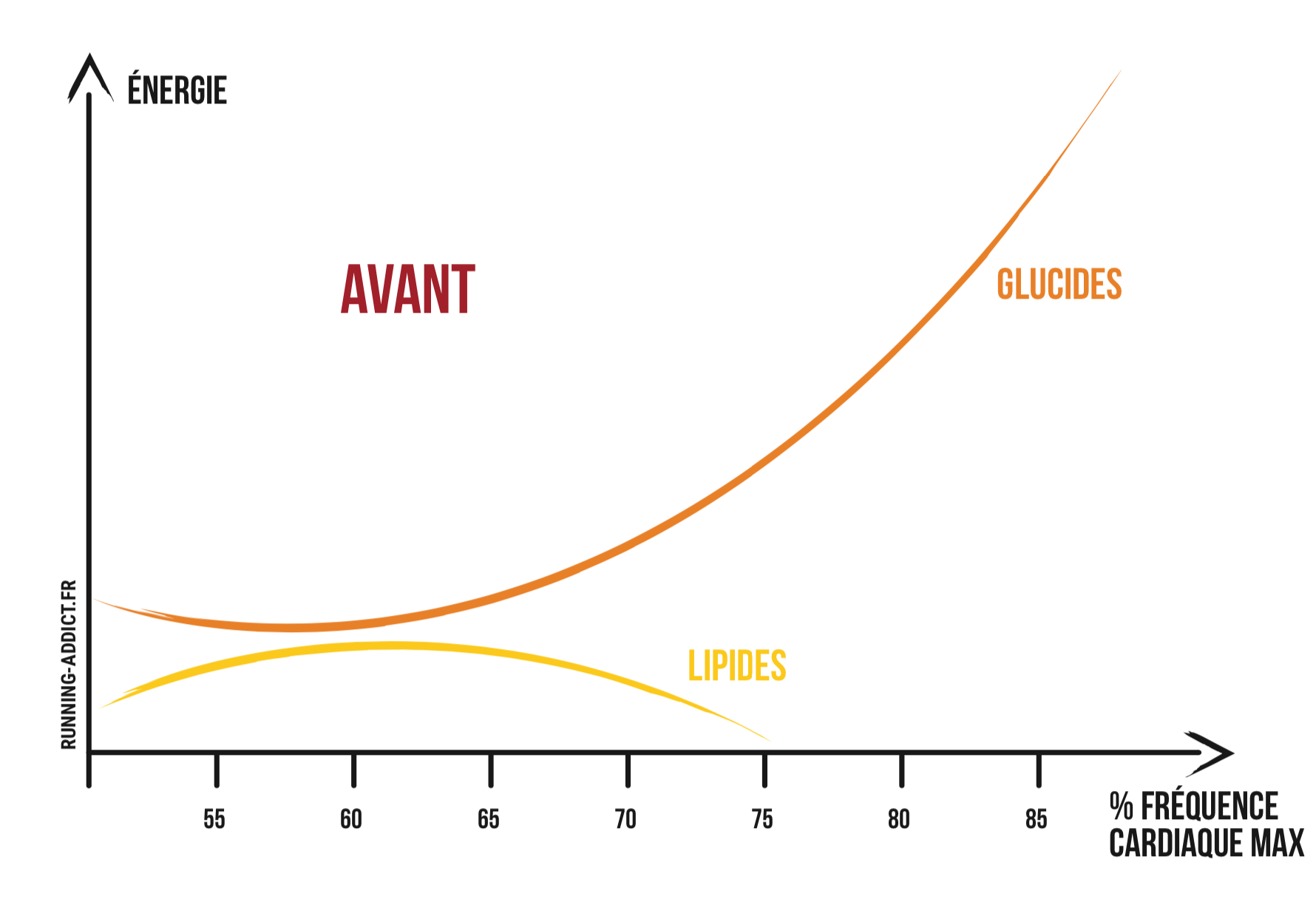 Protocole Sleep Low : utiliser les lipides et éviter le mur !