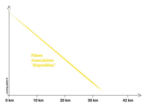 cause du mur du marathon énergétique : réserves de glycogène vides