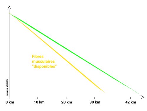 Conseils pour éviter le mur du marathon pour fatigue musculaire